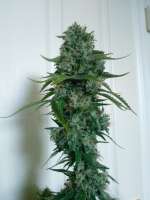 Soma Seeds Amnesia Haze - foto de Falconresearch