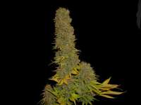 Soma Seeds Haze Heaven - foto de Studman