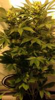 Soma Seeds NYC Diesel - foto de hoppmann