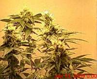 Soma Seeds White Light - foto de djdank