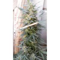 Souljah Seeds Brazilian Diesel Auto - foto de djkinetics