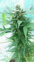 Souljah Seeds Macbeth - foto de djkinetics