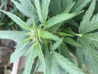 Southern Star Seeds Super Deluxe - foto de Onyx1378