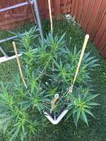 Southern Star Seeds Texas Guinan - foto de onyx1378