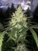 Space GenetiX Hindu Glue - foto de Crittygrows420