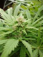 Spice of Life Seeds Legends Ultimate Indica - foto de AustroCKnet