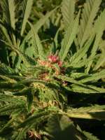 Spice of Life Seeds Legends Ultimate Indica - foto de AustroCKnet