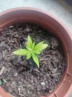 Spliff Seeds AK Automatic - foto de Shiuro