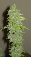 Spliff Seeds Afghan - foto de bobo420