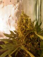 Spliff Seeds Amnesiac - foto de admin