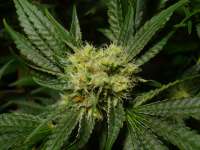 Spliff Seeds Blue Berry - foto de DelicateSounds