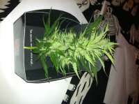 Spliff Seeds Blue Medi Kush - foto de ficky