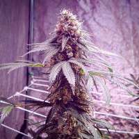 Spliff Seeds CBD Spliff Berry - foto de PNWHerbalist