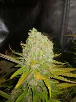 Spliff Seeds Crystal White - foto de hydrohippy