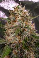 Spliff Seeds Dutch Automatic - foto de cogolloeu