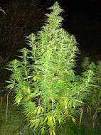 Spliff Seeds Dutch Blue Automatic - foto de AutoAlan