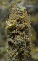 Spliff Seeds Gold Bar Kush - foto de SmokingBarney