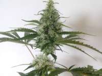 Imagen de campimist (Master Kush)