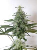 Imagen de campimist (Master Kush)