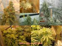 Spliff Seeds Medical Kush - foto de SmokingBarney