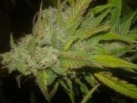 Spliff Seeds Medical Kush Automatic - foto de Chaoticgrafix