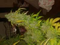 Spliff Seeds Medical Kush Automatic - foto de Chaoticgrafix