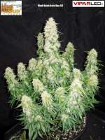 Imagen de Spliff (Medical Kush Automatic)