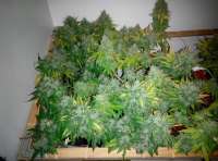 Imagen de Shishkinn (Moon Walker Kush)