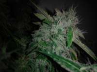 Imagen de Shishkinn (Moon Walker Kush)