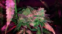 Imagen de Jaybone (Moon Walker Kush)