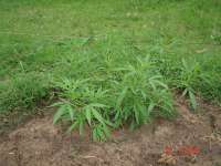 Spliff Seeds Polm Gold Outdoor - foto de mikeljoint