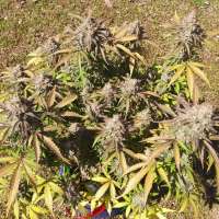 Spliff Seeds Spliff Cheese Automatic - foto de Chaoticgrafix