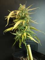 Spliff Seeds Spliff's Strawberry - foto de Hylon