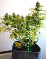 Spliff Seeds Spliff's Strawberry - foto de Hylon