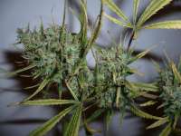 Spliff Seeds Top 44 - foto de campimist