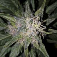 Sterquiliniis Seed Supply Dark & Stormy - foto de SterquiliniisSeeds