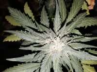 Sterquiliniis Seed Supply Hurricane Punch - foto de SterquiliniisSeeds