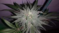 Strain Hunters Seed Bank Afgooey - foto de EGish