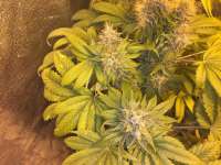 Strain Hunters Seed Bank Flowerbomb Kush - foto de delahouse1