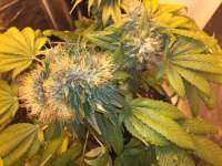 Strain Hunters Seed Bank Flowerbomb Kush - foto de delahouse1