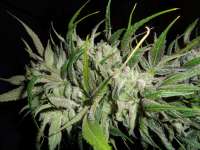 Strain Hunters Seed Bank Money Maker - foto de LoneDeranger