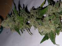 Imagen de 19RAF89 (White Lemon)