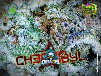 SubCool’s The Dank Chernobyl - foto de Justin108