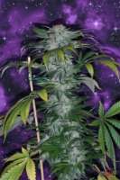 SubCool’s The Dank Deep Purple - foto de SativaFred