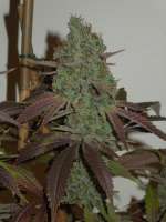 SubCool’s The Dank Sonic Screwdriver - foto de Cultivator420