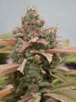 Imagen de Cultivator420 (Sonic Screwdriver)