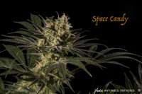 SubCool’s The Dank Space Candy - foto de antoniphoto