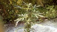 Imagen de Wiji30 (White Widow)