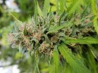 Imagen de JointDoctor (Friesland Indica)