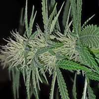 Imagen de Mischief (Friesland Indica)